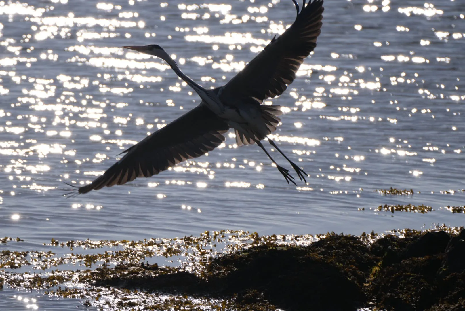Graureiher im Flug über glitzerndem Ostseewasser